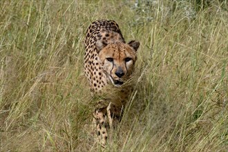 A cheetah in full running motion through the tall grass, Gamedrive, Dustembrook Namibia
