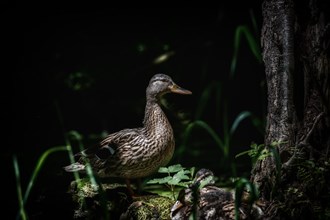 Mallard mother with her young resting in the shelter of the dark forest, Rems Valley, Stuttgart,