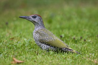European green woodpecker (Picus viridis) juvenile foraging in grassland