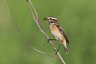 Whinchat (Saxicola rubetra) female with prey in beak, Germany, Europe