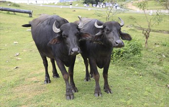 Two water buffalo yoked together, Polonnaruwa, North Central Province, Sri Lanka, Asia