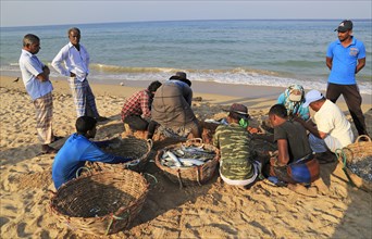 Sorting the cash on beach traditional seine fishing Nilavelli beach, near Trincomalee, Eastern