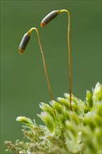 Swan's-neck thyme-moss, Horn calcareous moss (Mnium hornum) close up of capsules