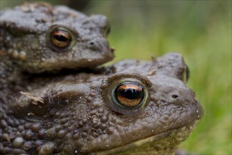 Common Toad, European Toad (Bufo bufo) pair migrating in amplexus to breeding pond in spring,