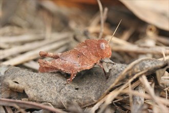 Red grasshopper, locust in camouflage colours sitting on dead leaf, Togo, West Africa, Africa