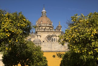 Dome of Cathedral church amidst orange trees with deep blue sky, Jerez de la Frontera, Cadiz