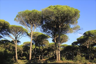 Stone pine trees, Pinus pinea, Parque Natural de Acantilado, Parque Natural de La Brena, Barbate,