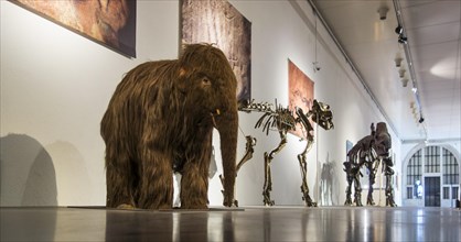 Replica of baby woolly mammoth (Mammuthus primigenius) and skeletons of other prehistoric animals