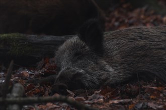 A wild boar resting on the forest floor, surrounded by autumn leaves, Stuttgart,