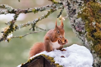 A squirrel, Sciurus, nibbling on a nut in the snow, Stuttgart, Baden-Wuerttemberg, Germany, Europe