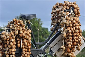 Onions on bicycle of Marchand d'oignons, Johnny Onions, Finistere, Brittany, France, Europe