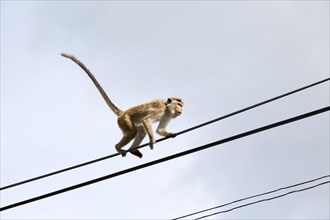 Toque macaque (Macaca sinica) monkey, Haputale, Badulla District, Uva Province, Sri Lanka, Asia