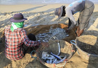 Traditional fishing hauling nets Nilavelli beach, near Trincomalee, Eastern province, Sri Lanka,
