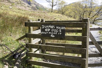 Sign warning owners about lambs killed by dogs, Buttermere, Lake District national park, Cumbria,