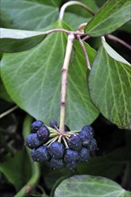Ivy (Hedera helix) leaves and fruit, Belgium, Europe