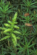 Capsules of Common haircap moss, Common hair moss, Great goldilocks (Polytrichum commune) in bog