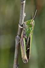 Stripe-winged grasshopper (Stenobothrus lineatus), La Brenne, France, Europe