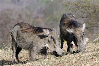 Two kneeling common warthog (Phacochoerus aethiopicus) grazing in the Mole National Park, Ghana,
