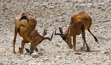 Two male Red Hartebeest (Alcelaphus caama) fighting for dominance, Etosha National Park, Namibia,
