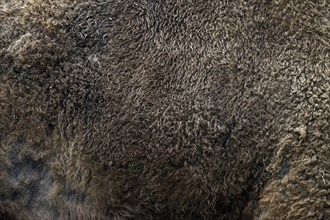 European bison, wisent (Bison bonasus) close up of fur