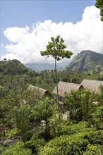 98 Acres resort luxury lodges, Ella, Badulla District, Uva Province, Sri Lanka, Asia view to Ella