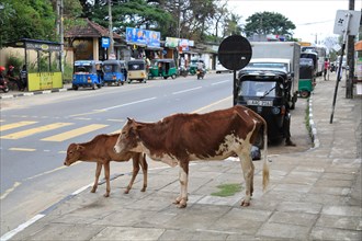 Cow and calf by roadside, Polonnaruwa. North Central Province, Sri Lanka, Asia