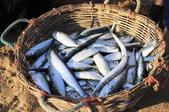 Basket of freshly caught fish, Nilavelli beach, near Trincomalee, Eastern province, Sri Lanka, Asia