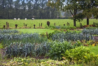 Salad, leek beds and other vegetables growing in kitchen garden, vegetable gardens, potager
