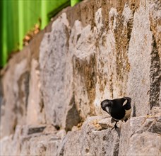 Closeup of magpie perched on a stone wall hunting for food on a bright sunny day