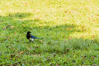Magpie looking for food on the ground near some large boulders at a lakeside park in South Korea