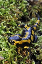 European, Fire salamander (Salamandra salamandra) on moss in forest