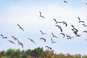 A flock of lapwings flying in formation over an autumn sky, Reserve Ornithologique Du Teich,