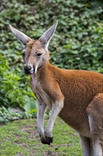 Red kangaroo (Macropus rufus) male close up portrait, native to Australia