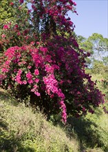 Pink Bougainvillea flowers in the Highlands of Sri Lanka, Asia