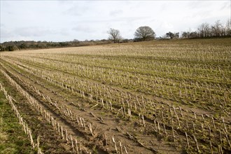 Field of stubble in winter Sutton, Suffolk, England, UK