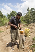 Man opening fresh coconut Ella, Badulla District, Uva Province, Sri Lanka, Asia