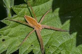 Nursery web spider (Pisaura mirabilis) on leaf