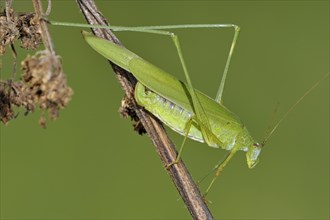 Sickle-bearing bush-cricket (Phaneroptera falcata) female on stem in grassland