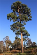 Scots pine trees Pinus sylvestris against blue sky on on heathland, Sutton Heath, Suffolk, England,