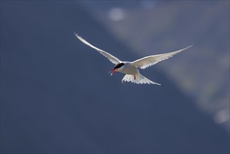 Arctic tern (Sterna paradisaea), in flight, Iceland, Europe