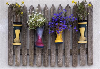 Decoration with wooden fence and flowers in rubber boots, South Tyrol, Italy, Europe
