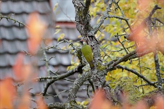 A green woodpecker climbing a tree covered with moss, autumn leaves and roof tiles in the