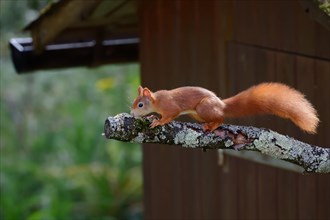 A squirrel balances on a branch in front of the wooden hut, alert and agile, Stuttgart, Germany,