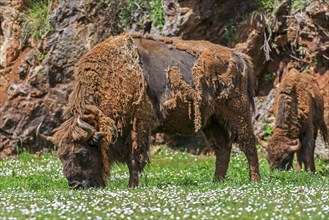 Moulting European bison, Wisent (Bison bonasus) grazing grass in meadow in spring, Cabarceno