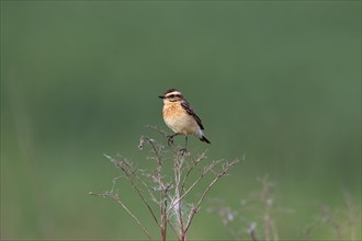 Whinchat (Saxicola rubetra) female perched