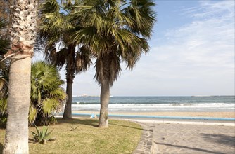 Palm trees sandy beach sea Melilla autonomous city state Spanish territory in north Africa, Spain,