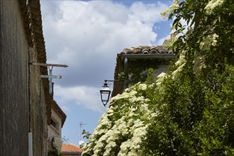 Elder (Sambucus) with flowers and old houses with a street lamp in Goudargues, Gard department,