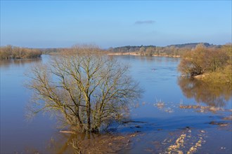 Flooded river bank, riverbank at the Lower Saxon Elbe Valley Biosphere Reserve in winter, Lower