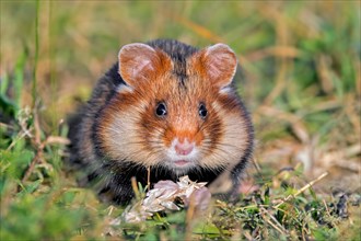European hamster, Eurasian hamster, black-bellied hamster, common hamster (Cricetus cricetus)