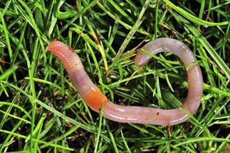 Common earthworm, lob worm (Lumbricus terrestris) on the grass in garden